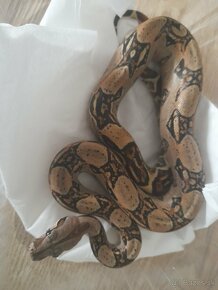 Boa constrictor,velhad kralovsky - 2