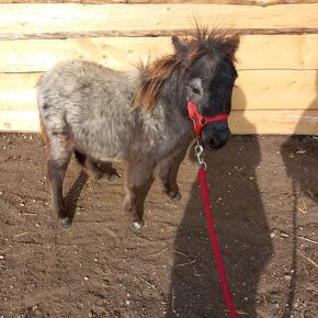 Žrebec mini shetland pony "CARLOS" - 2