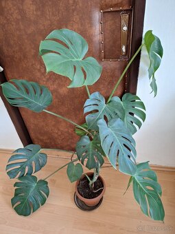 Monstera deliciosa - 2