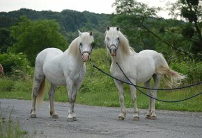 Zrebcek welsh mountain pony- pripustanie 2025 - 2