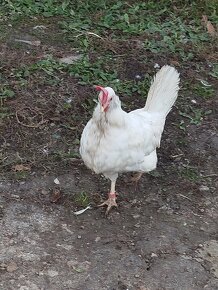 Leghorn - 2