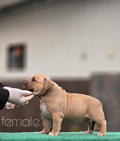 American Bully PP ABKC - 2