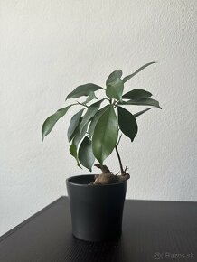 Spathiphyllum wallisii a Ficus Ginseng - 2