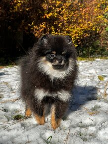 Pomeranian - 2