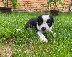 Border collie s PP - 2