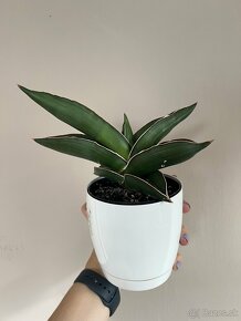 Sansevieria Samurai Svokrine jazyky - 2