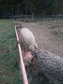 MANGALICA - 2