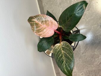 Philodendron Birkin pink - 2