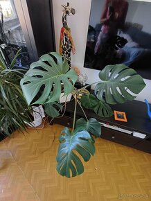 Monstera - 2