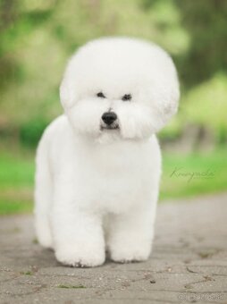 Bichon à poil frisé - francúzsky bišon - 2