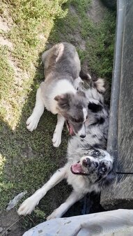 Border kolia blue merle - 2