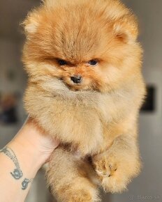 Pomeranian mini Boo - 2