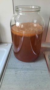 Kombucha - SCOBY - 2