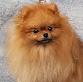 Trpasličí Špic Pomeranian s PP - 2