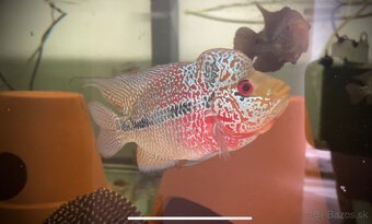 Flowerhorn Super Red Dragon samec - 2