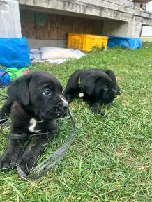 Cane corso - 2