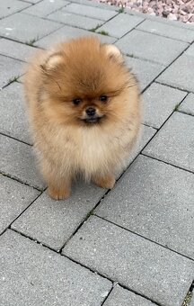 Pomeranian - 2