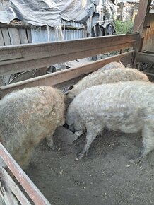 Mangalica - 2