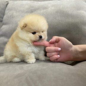 Pomeranian mini cream - 2