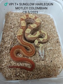 Boa Constrictor VPI T+ - 2