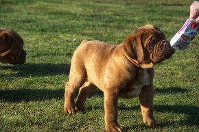 Dogue de Bordeaux, Bordo doga, Bordeauxská doga - 2