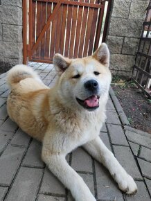 Predam akita inu - 2