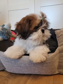 Shih-tzu s PP,  Shih Tzu s PP - 2