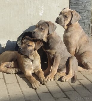 Cane Corso s PP - 2