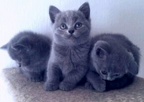 Britská modrá mačka - mačiatka - 2