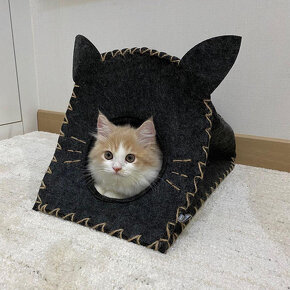 Zadarmo Munchkin Kittens. - 2