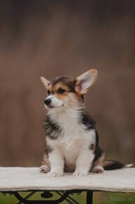 Welsh Corgi Pembroke - 2