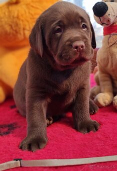 Labrador retriever -šteniatka s PP - 2