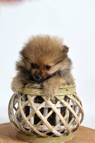 Pomeranian Mini spic - 2