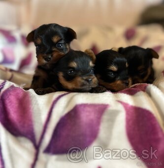 Yorkshire terrier, york - 2