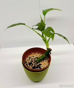 Monstera Minima - 2