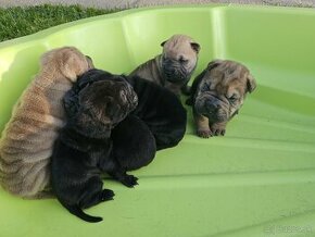 Shar-pei šteniatká - 2