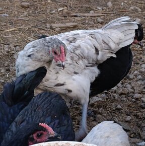 Australorp splash - 2