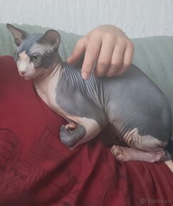 Kanadský sphynx - 2