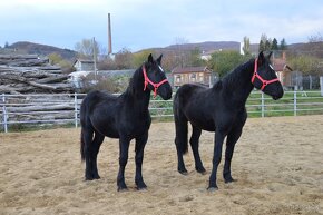 Kobyly na predaj - Percheron - 2