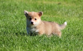 Welsh Corgi Pembroke - 2