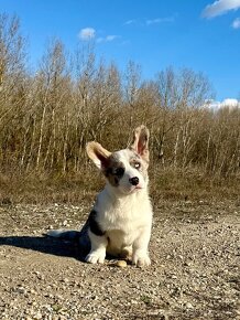 Welsh corgi cardigan. - 2