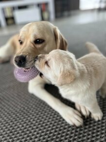 Krásne čistokrvné šteňa labradorského retrievera s rodokmeňo - 2