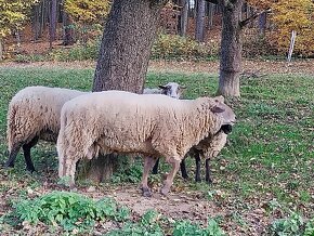 Na predaj Baran a ovečka/jahnička - 2