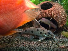 synodontis - perovec - sumcek - 2