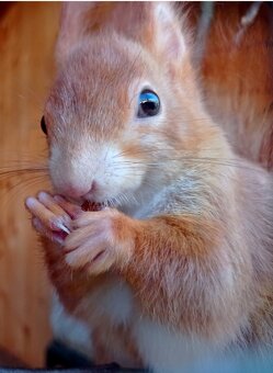 Veverička obyčajná / veverica stromová (Sciurus vulgaris - 2