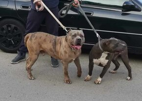 American bully xl - 2