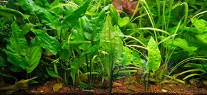 Cryptocoryne - 2