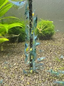 Neocaridina Jelly Blue - 2