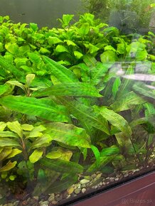 Rastliny cryptocoryne - 2