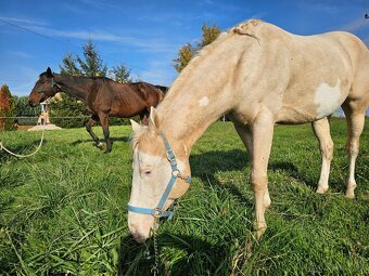 Paint horse APH pripúšťanie - 2